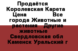 Продаётся!     Королевская Карета › Цена ­ 300 000 - Все города Животные и растения » Другие животные   . Свердловская обл.,Каменск-Уральский г.